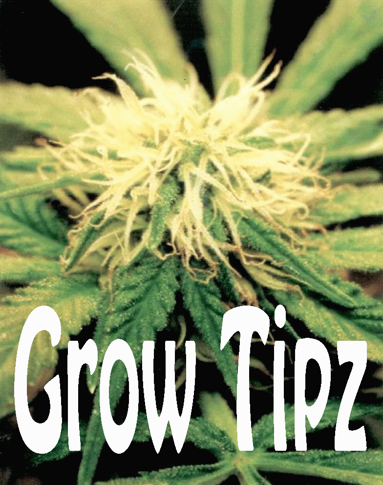 Click here to go to the Grow Tipz Home page